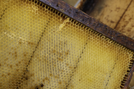 Detail of honey collection in a bee farm in nature