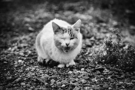 Detail of domestic animal abandoned and alone on the street, hunger and abuseの写真素材