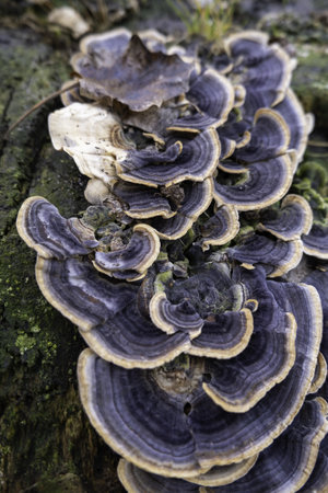 Detail of mushrooms and fungi on an old and dead tree trunk in the forest