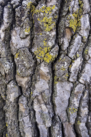 Detail of old tree bark in a forest in nature, environmental protection, climate changeの写真素材