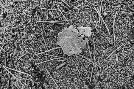 Detail of dry tree leaves on a cold winter day, ice and snowの写真素材