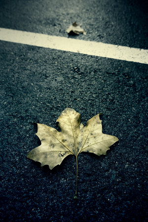 Detail of dry tree leaf in autumn, cold in one season of the yearの写真素材