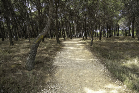 Detail of old road in a forest in Spain, nature health and freedomの写真素材