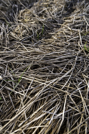 Detail of dry wheat straw in the field, food for farm animalsの写真素材