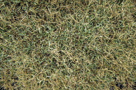 Detail of fresh grass on a field to play sportsの写真素材