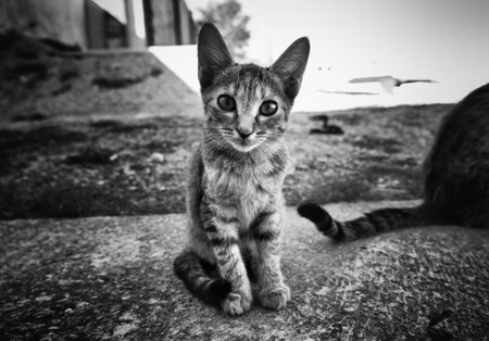 Detail of abandoned cat on the street, animal care and protection, pet adoptionの写真素材