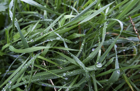 Detail of wet green grass in a forest in nature, rainy day in autumnの写真素材