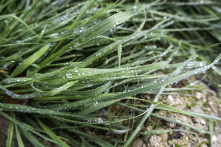 Detail of fresh wet grass on a cold winter day, nature and environmentの写真素材