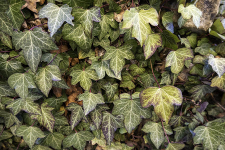 Detail of wild vegetation, decoration with plants, naturalの写真素材