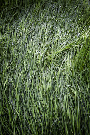 Detail of fresh grass wet by rain in natureの写真素材