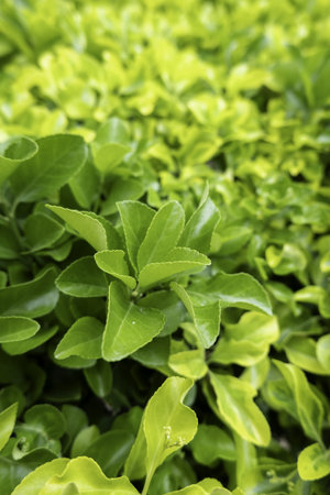 Detail of green background of decorative bushes in the city