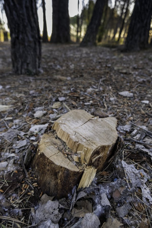 Detail of felled tree in nature, destruction of the environmentの写真素材