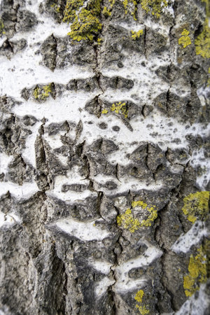 Detail of dry tree bark in a forest, natureの写真素材