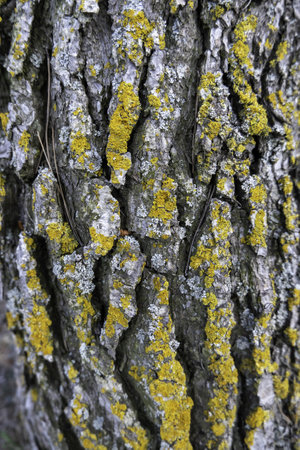 Detail of dry tree bark in a forest, natureの写真素材