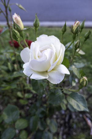 Detail of aromatic flower, natural beauty, nature and environmentの写真素材