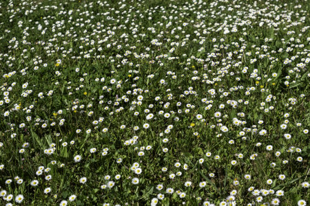 Detail of wild flowers in the field, natureの写真素材