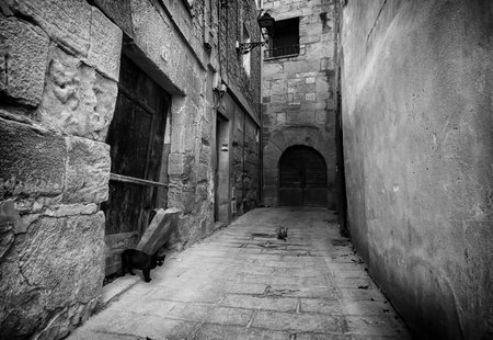 Detail of cat abandoned and alone on the street, animal abuseの写真素材
