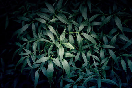 Detail of green background of decorative bushes in the cityの写真素材