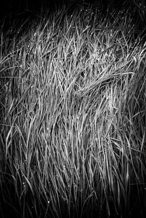 Detail of fresh grass wet by rain in natureの写真素材