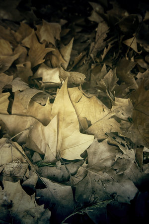 Detail of fallen leaves on a cold autumn day in the forestの写真素材