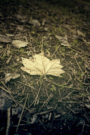 Detail of fallen leaf on a cold winter day in the forestの写真素材