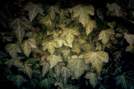 Detail of wild vegetation, decoration with plants, naturalの写真素材