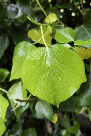 Detail of bush leaf wet by rainの写真素材