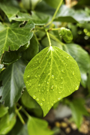 Detail of bush leaf wet by rainの写真素材