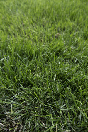 Detail of green background of decorative bushes in the cityの写真素材