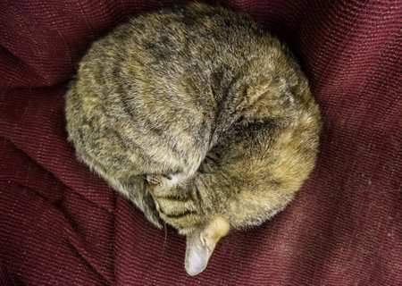Detail of a group of sibling cats in a feline colony, adoptionの写真素材
