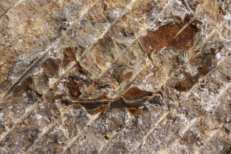 Detail of cladding and decoration on a wall outsideの写真素材