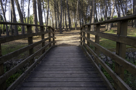 Detail of wooden walkway in the forest, hiking and healthの写真素材
