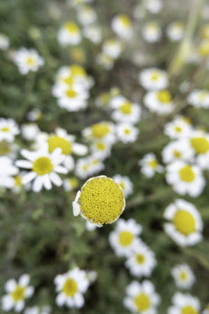 Detail of wild flowers in the field, natureの写真素材