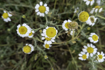 Detail of wild flowers in the field, natureの写真素材
