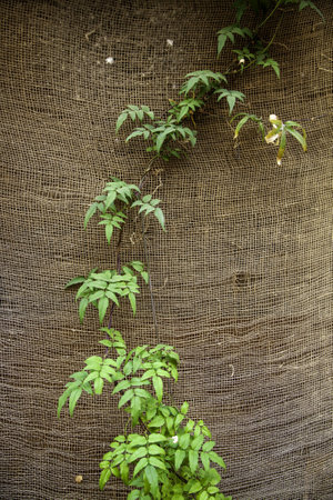 Detail of green background of bushesの写真素材