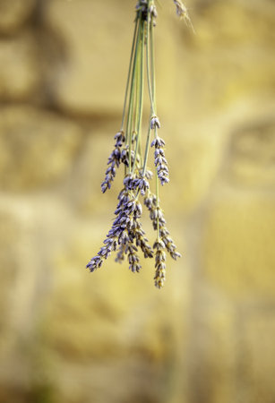 Detail of dried herbs for traditional medicinal treatmentsの写真素材