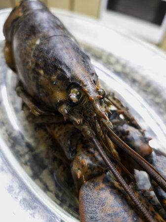 Detail of luxury seafood, expensive and healthy foodの写真素材