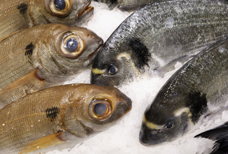 Detail of freshly caught fish, healthy food, dietの写真素材