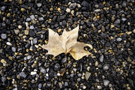Detail of dry leaves of a tree, autumn and coldの写真素材