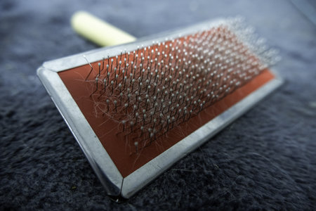 Detail of a comb for grooming a cat, pet careの写真素材