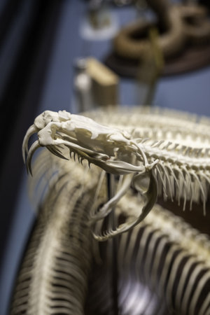 Detail of poisonous snake bones, deathの写真素材
