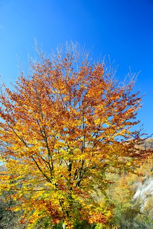 Tree with yellow leaves and red in autumnの写真素材