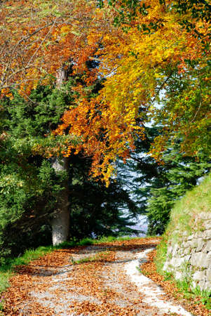 small street with trees in autumnの写真素材