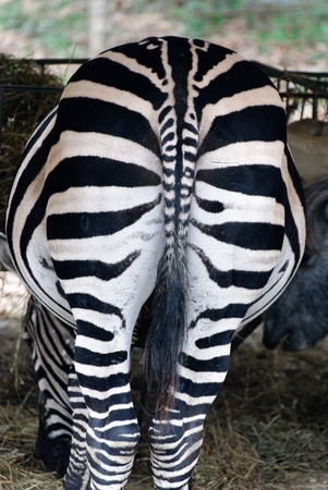 sit back and tail of the African zebraの写真素材