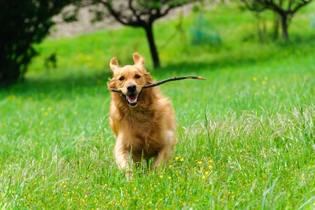 golden retriever running with stick in mouthの写真素材