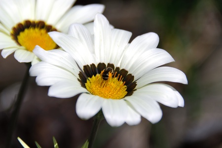 bees during pollination on a daisyの写真素材