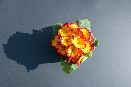 pot of primroses on a gray backgroundの写真素材