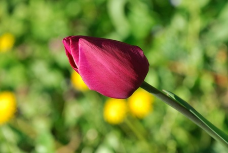 Macro photo of a tulip budの写真素材