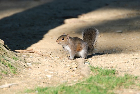 Squirrel on the field of parks Genoa Nervi