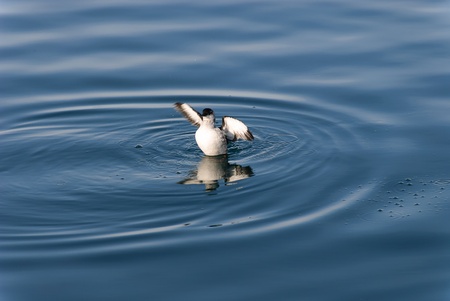 bird reflected on the water of the sea in Iceland Usavikの写真素材